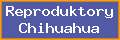 Reproduktory Chihuahua